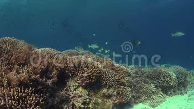 珊瑚礁与健康的Staghorn珊瑚。 4k